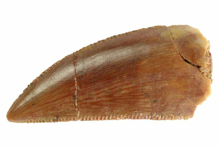 Serrated, Raptor Tooth - Real Dinosaur Tooth #333286
